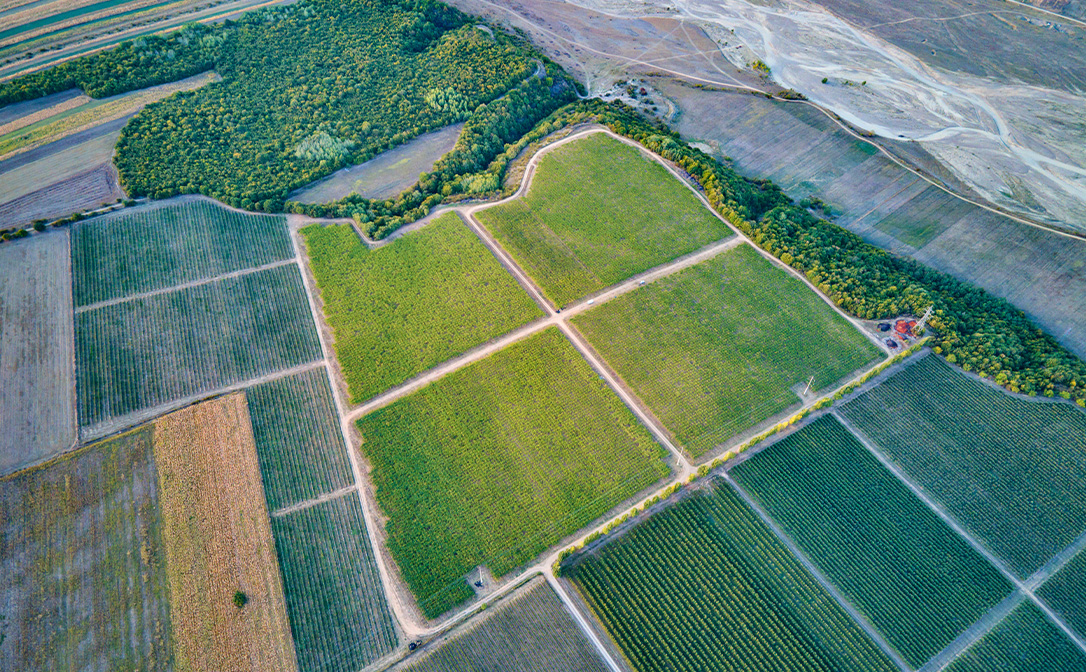 Vineyards in present-day Dobrogea, Romania